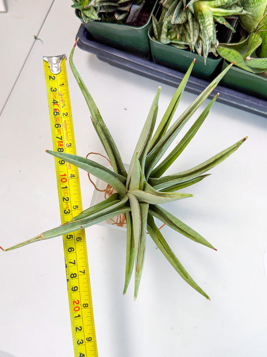 Sansevieria Frozen Throne (14) | Imported Indoor Snake Plant