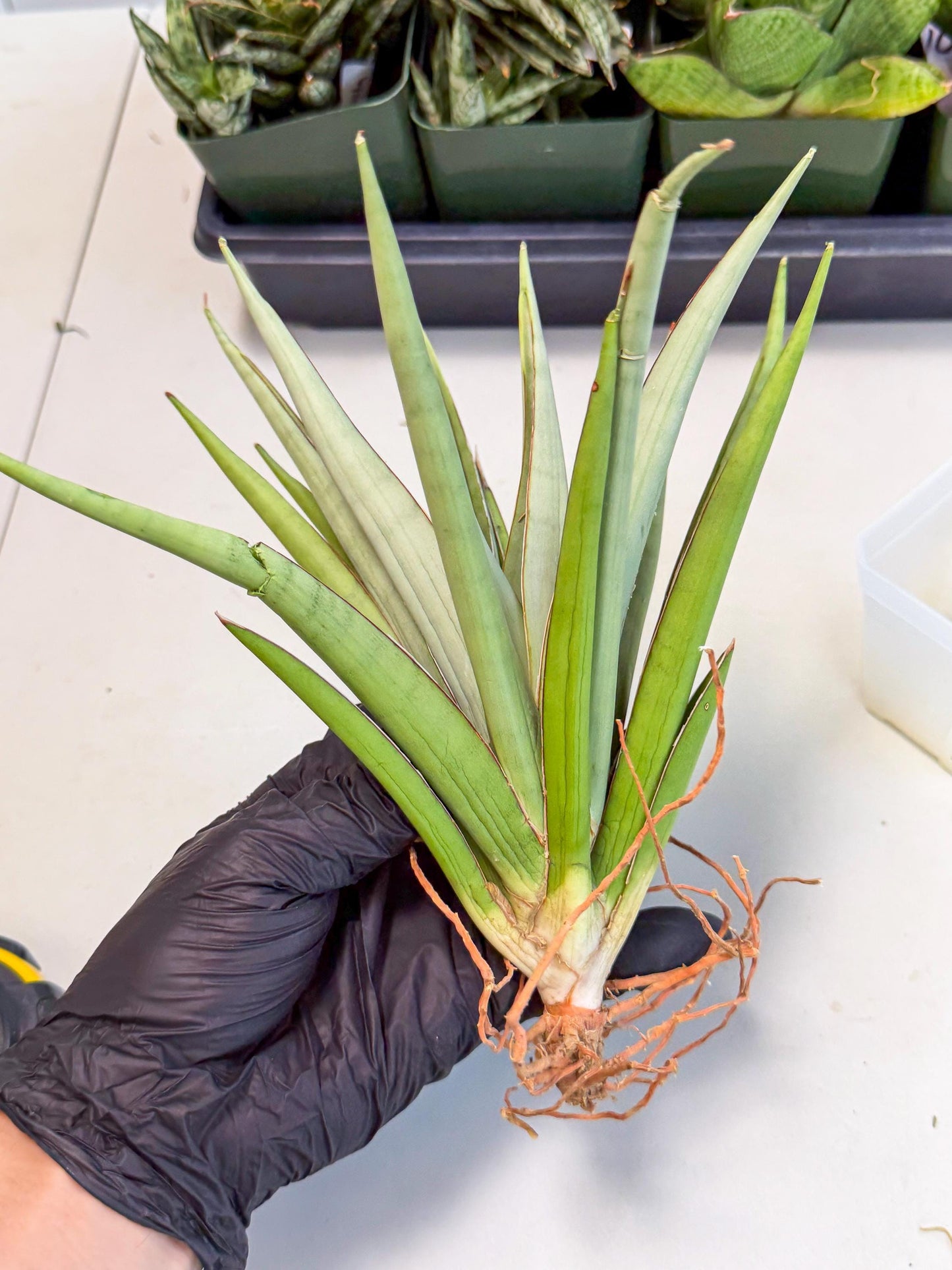Sansevieria Frozen Throne (14) | Imported Indoor Snake Plant