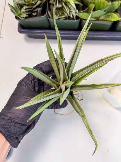 Sansevieria Frozen Throne (14) | Imported Indoor Snake Plant