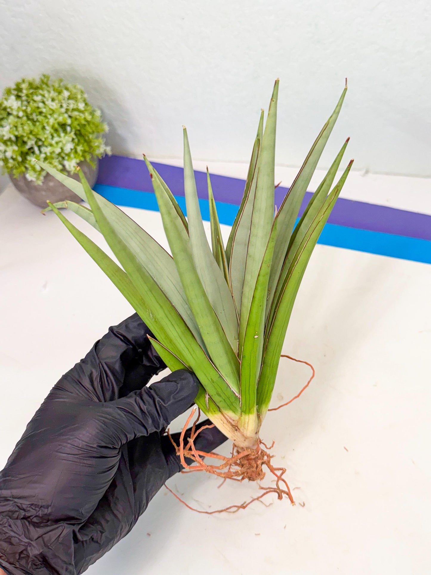 Sansevieria Frozen Throne (14) | Imported Indoor Snake Plant