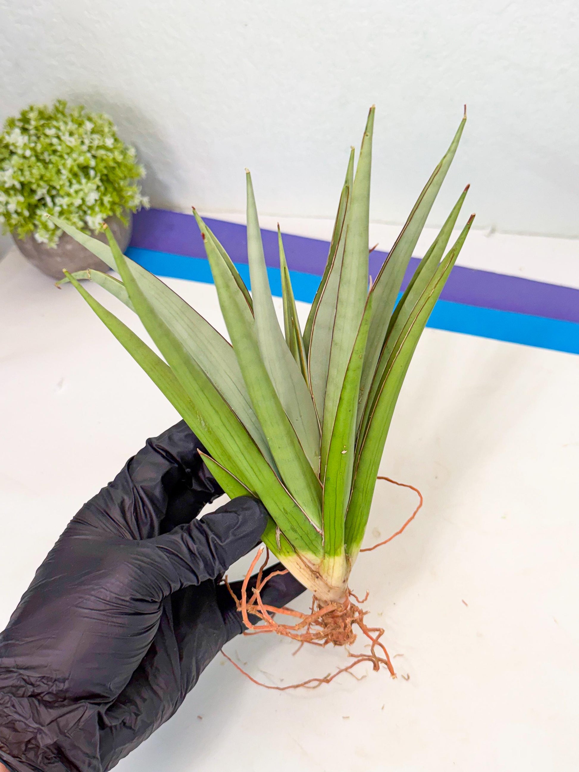 Sansevieria Frozen Throne (14) | Imported Indoor Snake Plant