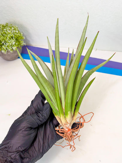 Sansevieria Frozen Throne (14) | Imported Indoor Snake Plant