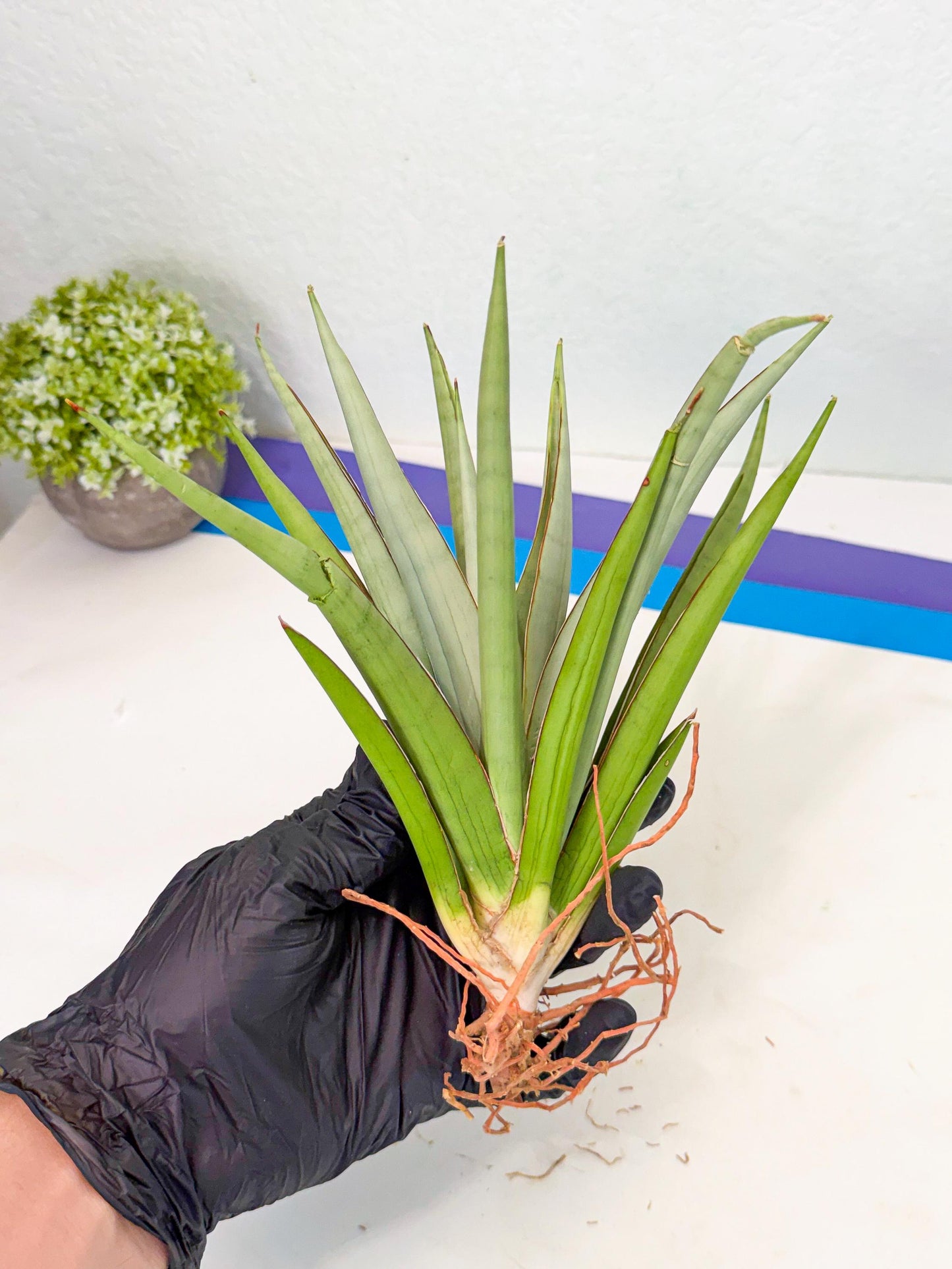 Sansevieria Frozen Throne (14) | Imported Indoor Snake Plant
