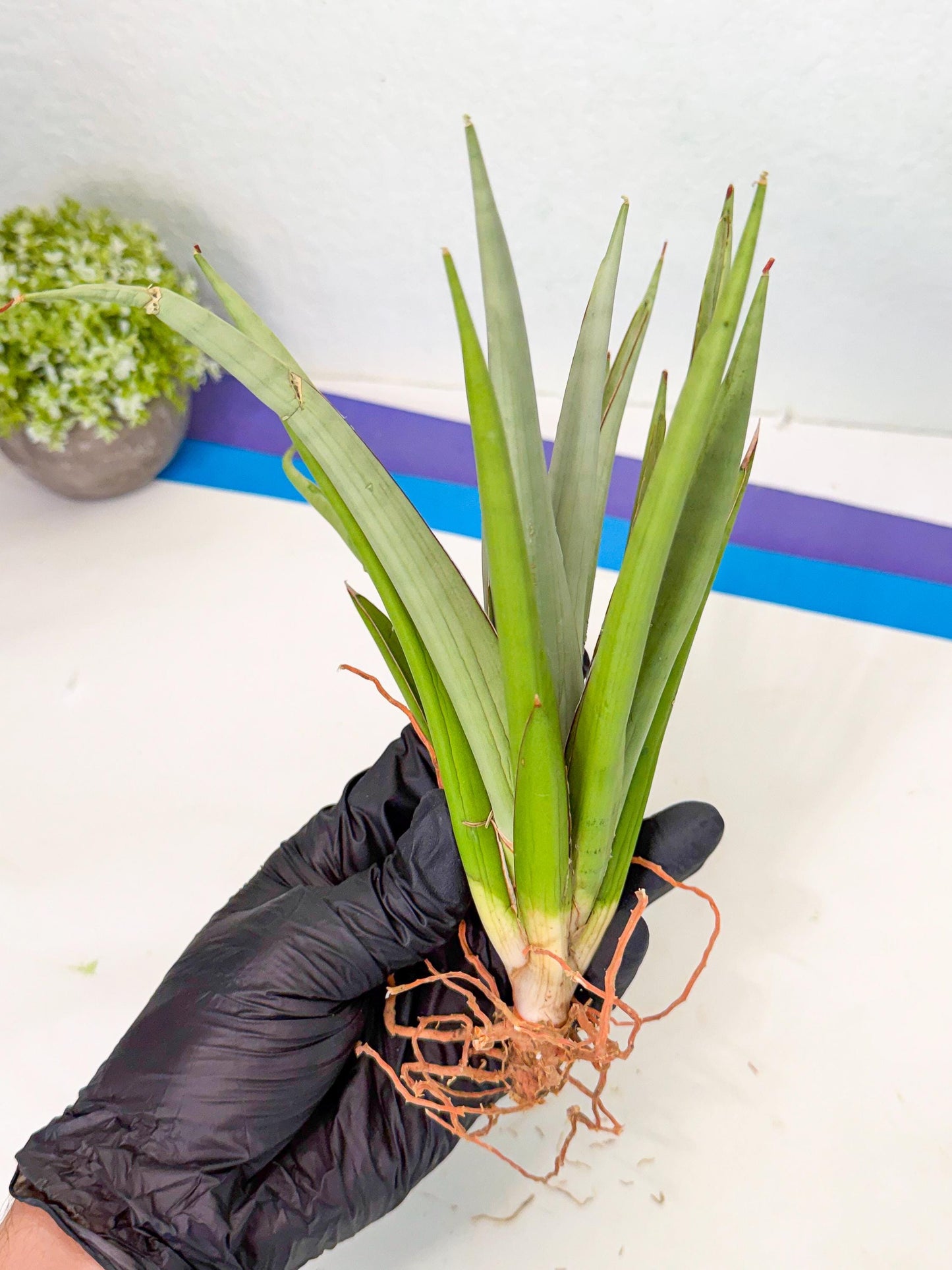 Sansevieria Frozen Throne (14) | Imported Indoor Snake Plant