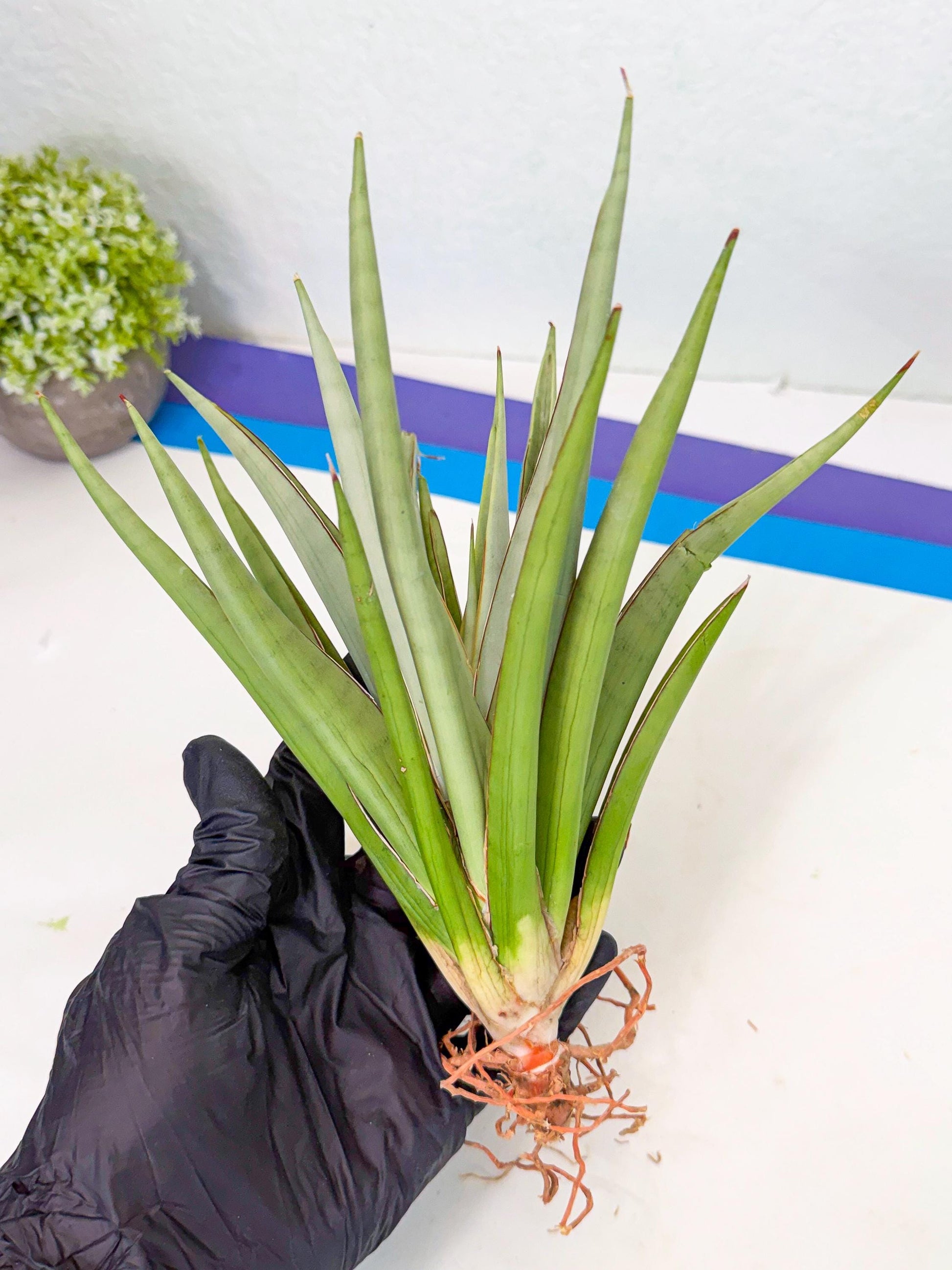 Sansevieria Frozen Throne (14) | Imported Indoor Snake Plant
