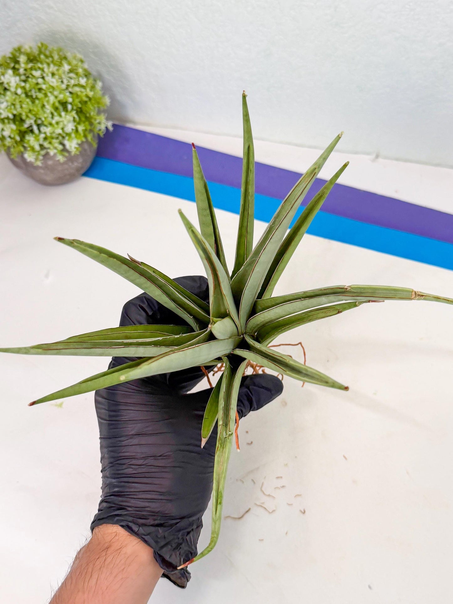 Sansevieria Frozen Throne (14) | Imported Indoor Snake Plant