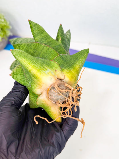 Sansevieria Andromeda (15) | Rare Import