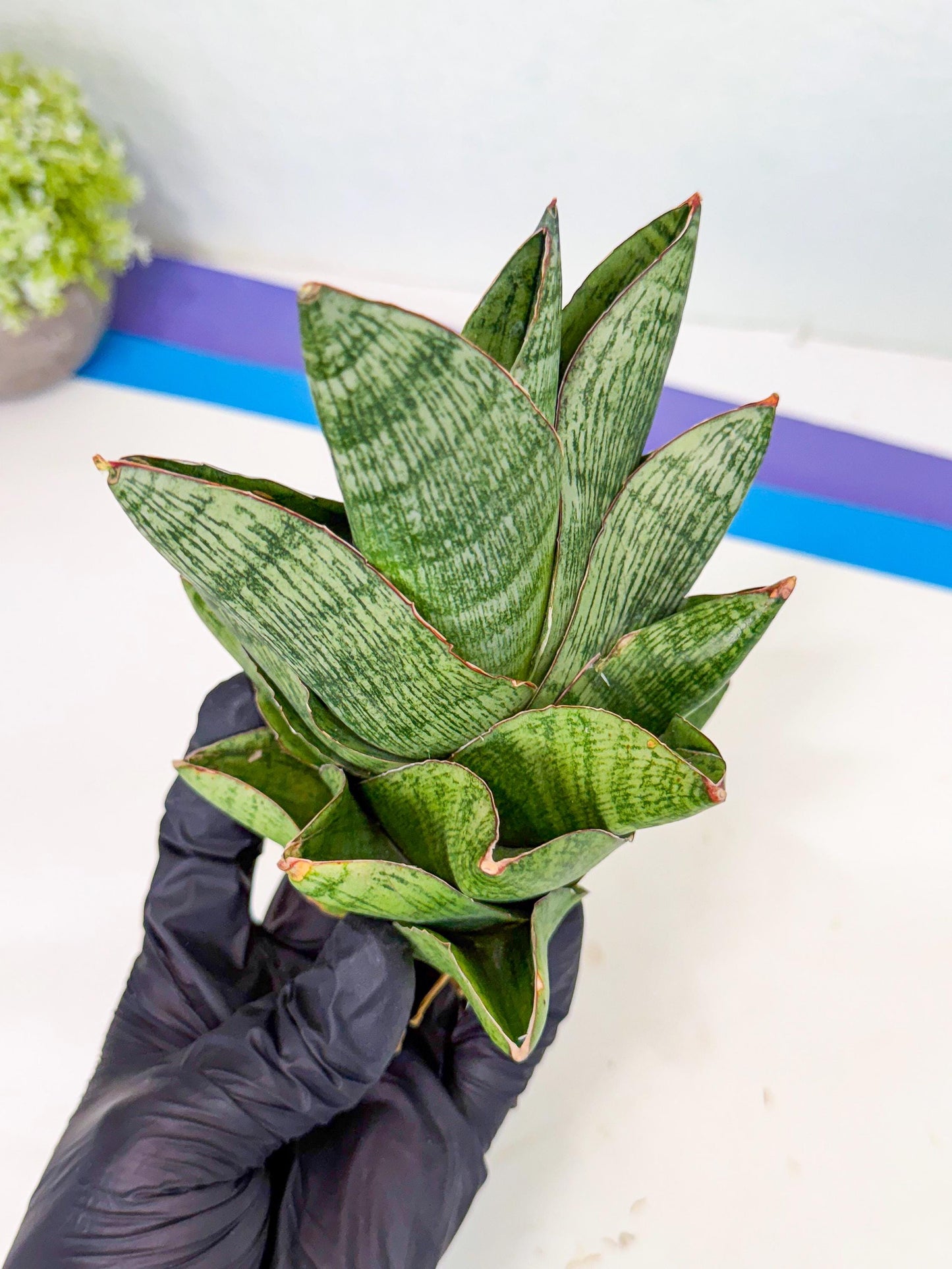 Sansevieria Andromeda (15) | Rare Import