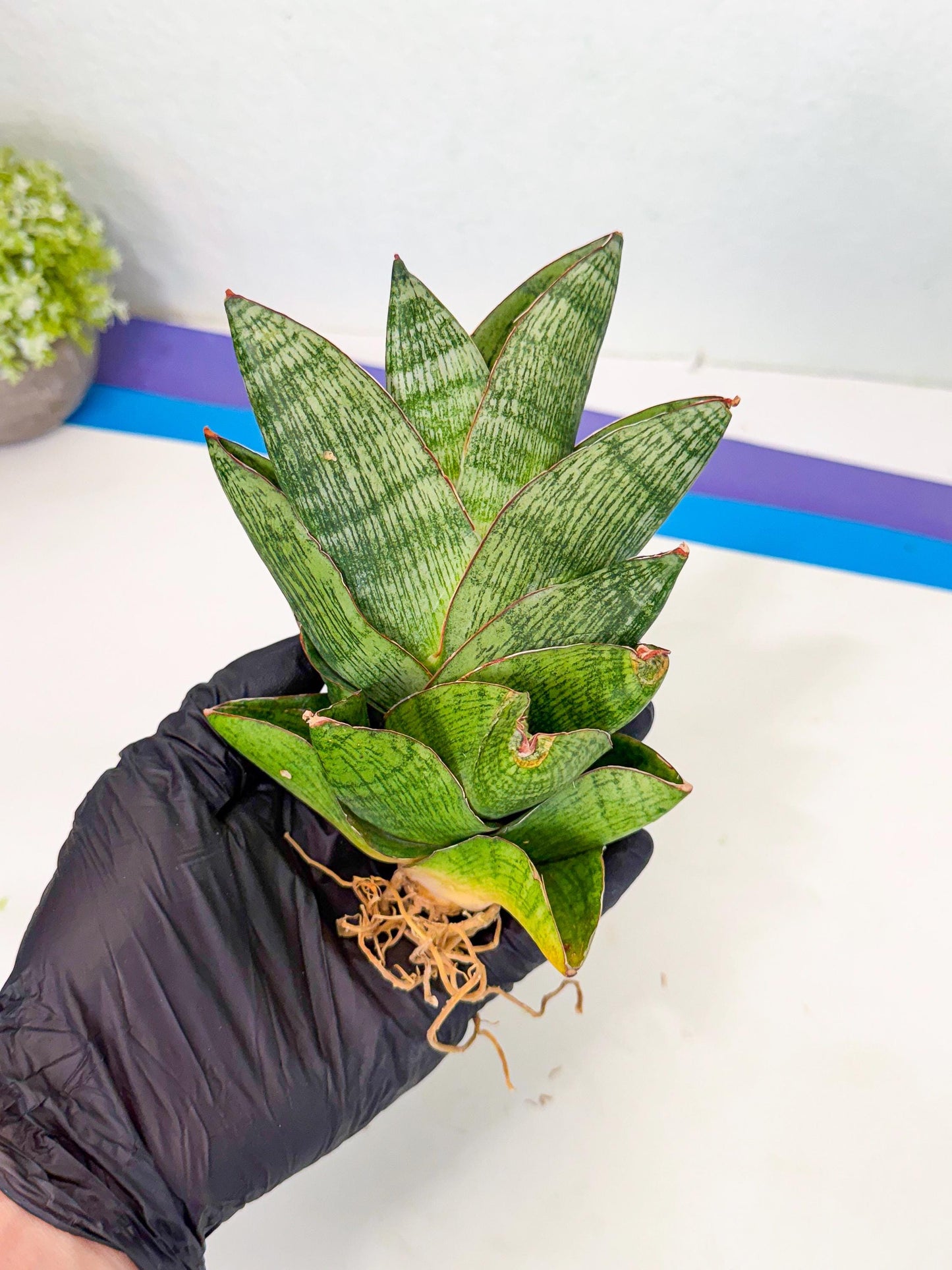Sansevieria Andromeda (15) | Rare Import
