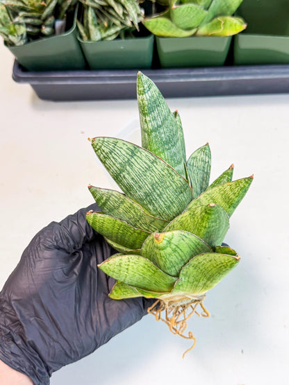 Sansevieria Andromeda (15) | Rare Import