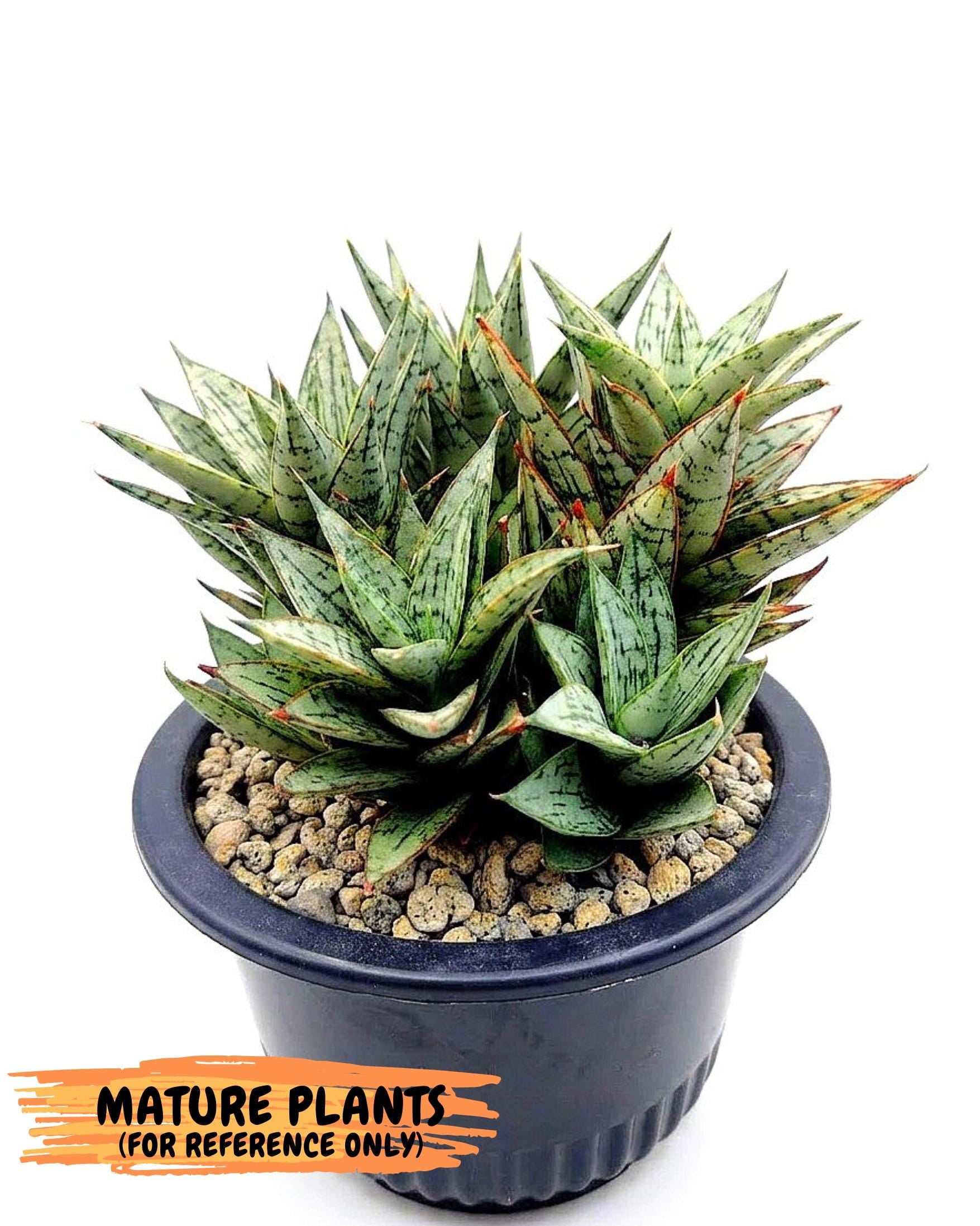 Sansevieria Margarita (18) | Imported House Plants