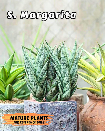 Sansevieria Margarita (17) | Imported House Plants