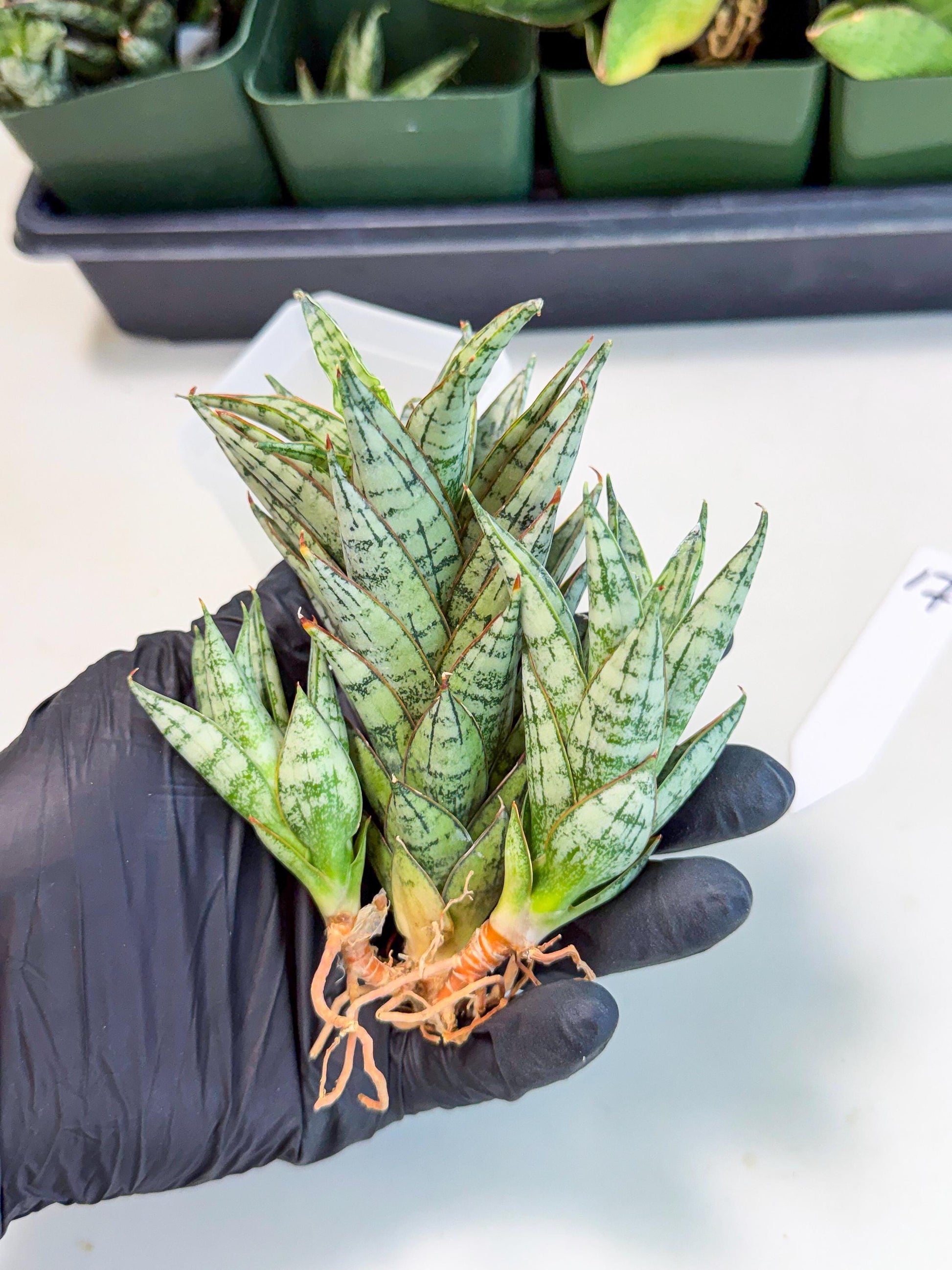 Sansevieria Margarita (17) | Imported House Plants