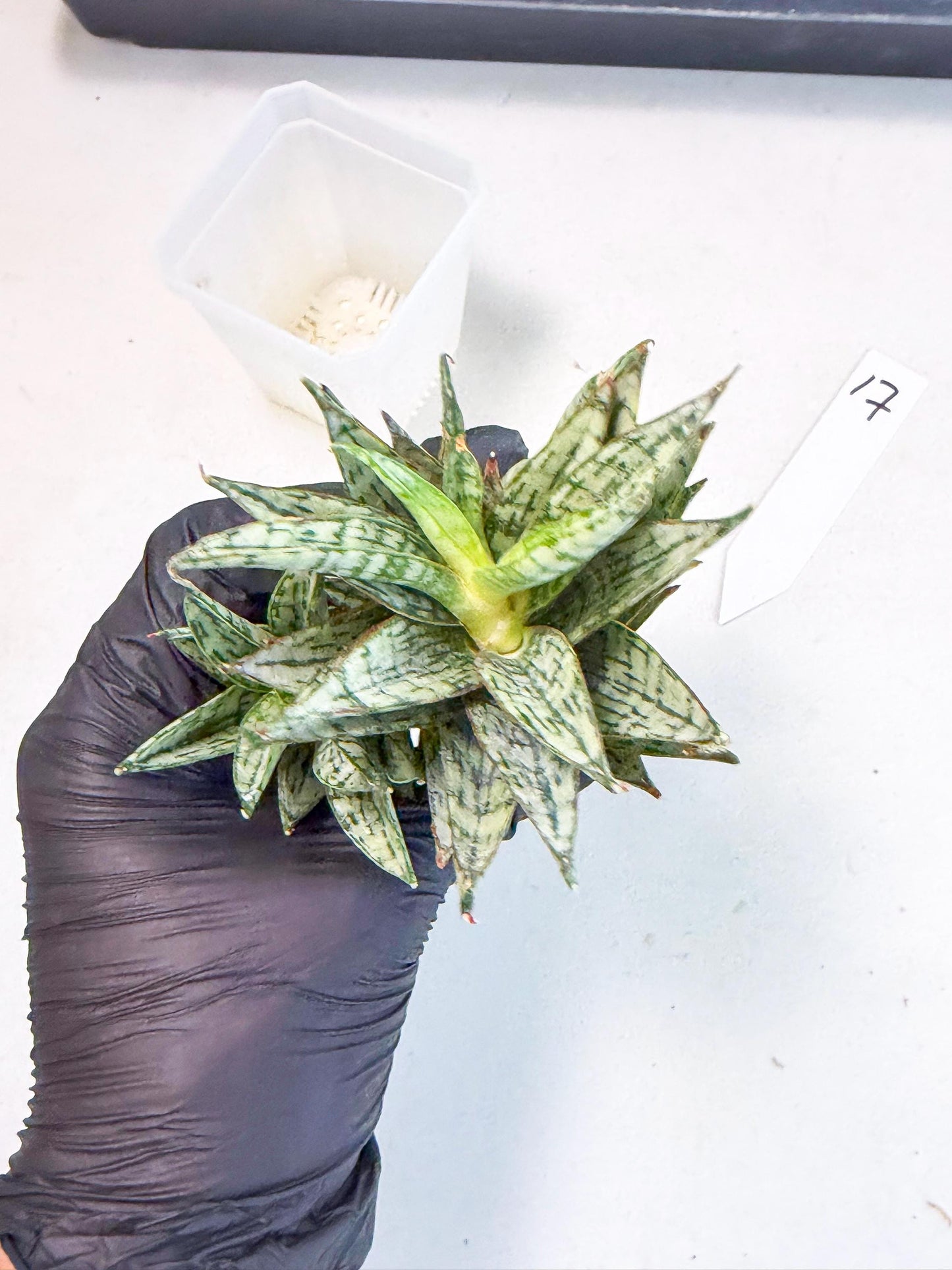 Sansevieria Margarita (17) | Imported House Plants