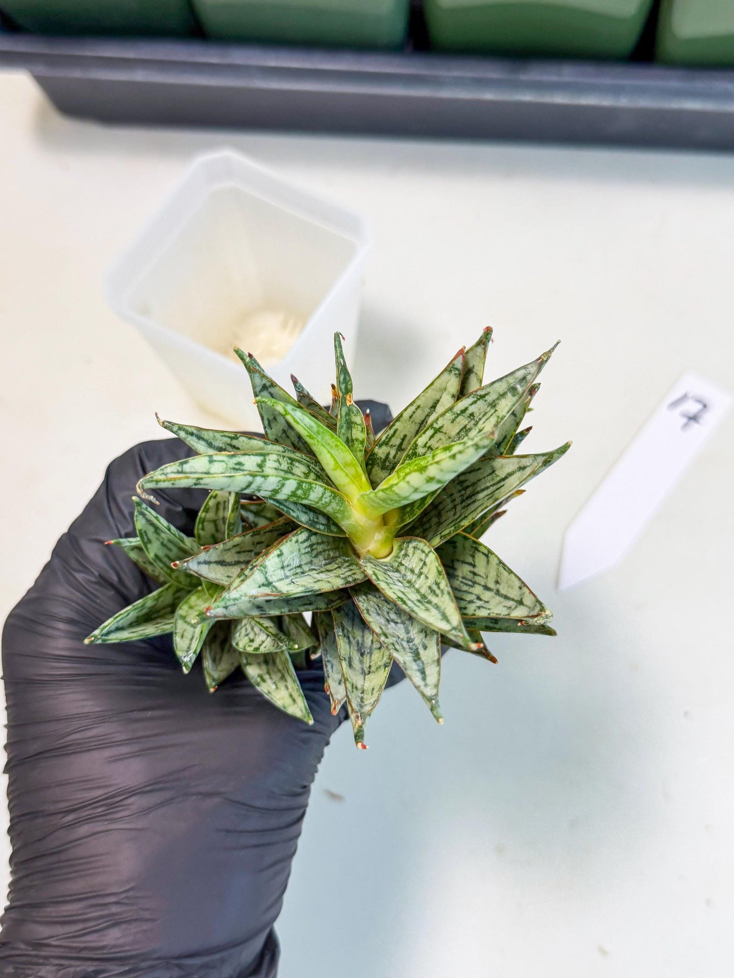 Sansevieria Margarita (17) | Imported House Plants