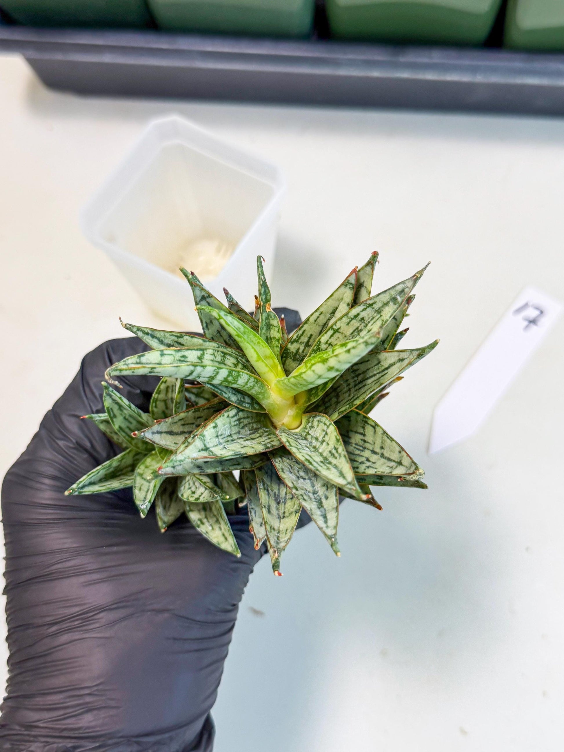 Sansevieria Margarita (17) | Imported House Plants