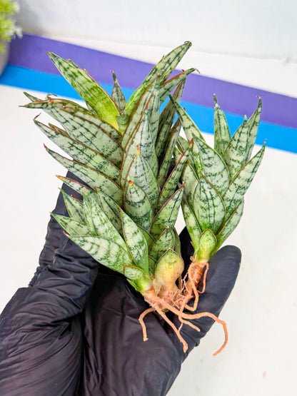 Sansevieria Margarita (17) | Imported House Plants