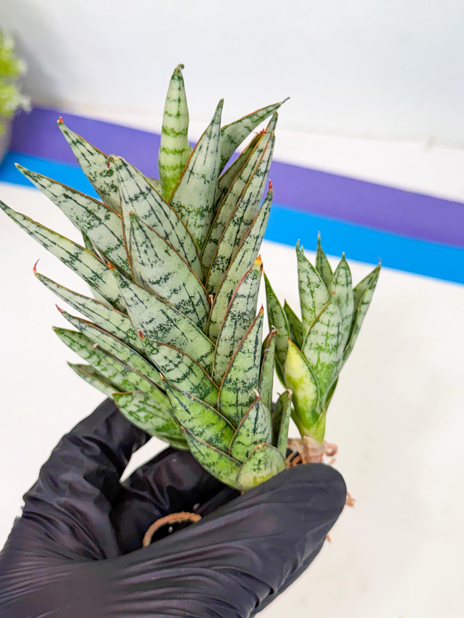 Sansevieria Margarita (17) | Imported House Plants
