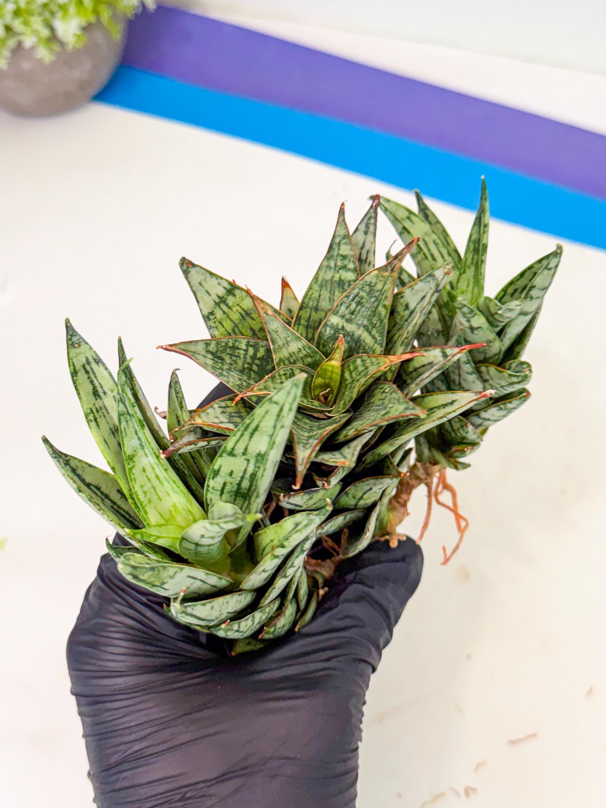 Sansevieria Margarita (18) | Imported House Plants