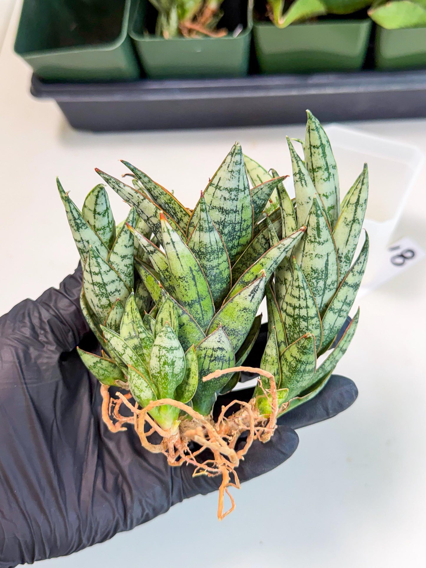 Sansevieria Margarita (18) | Imported House Plants