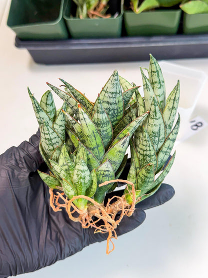 Sansevieria Margarita (18) | Imported House Plants