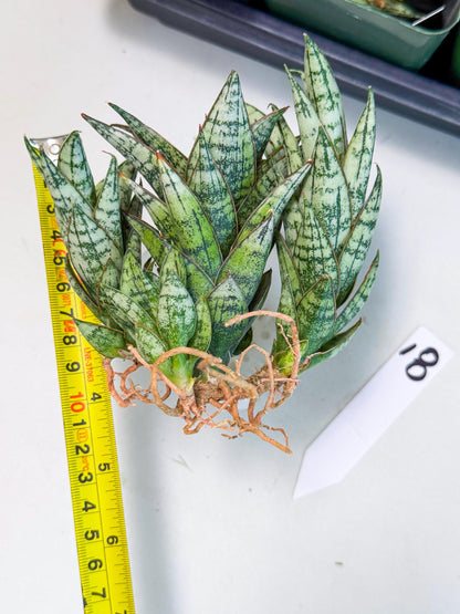 Sansevieria Margarita (18) | Imported House Plants