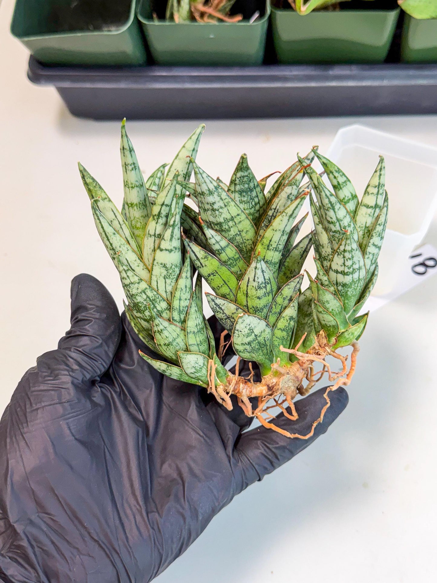 Sansevieria Margarita (18) | Imported House Plants