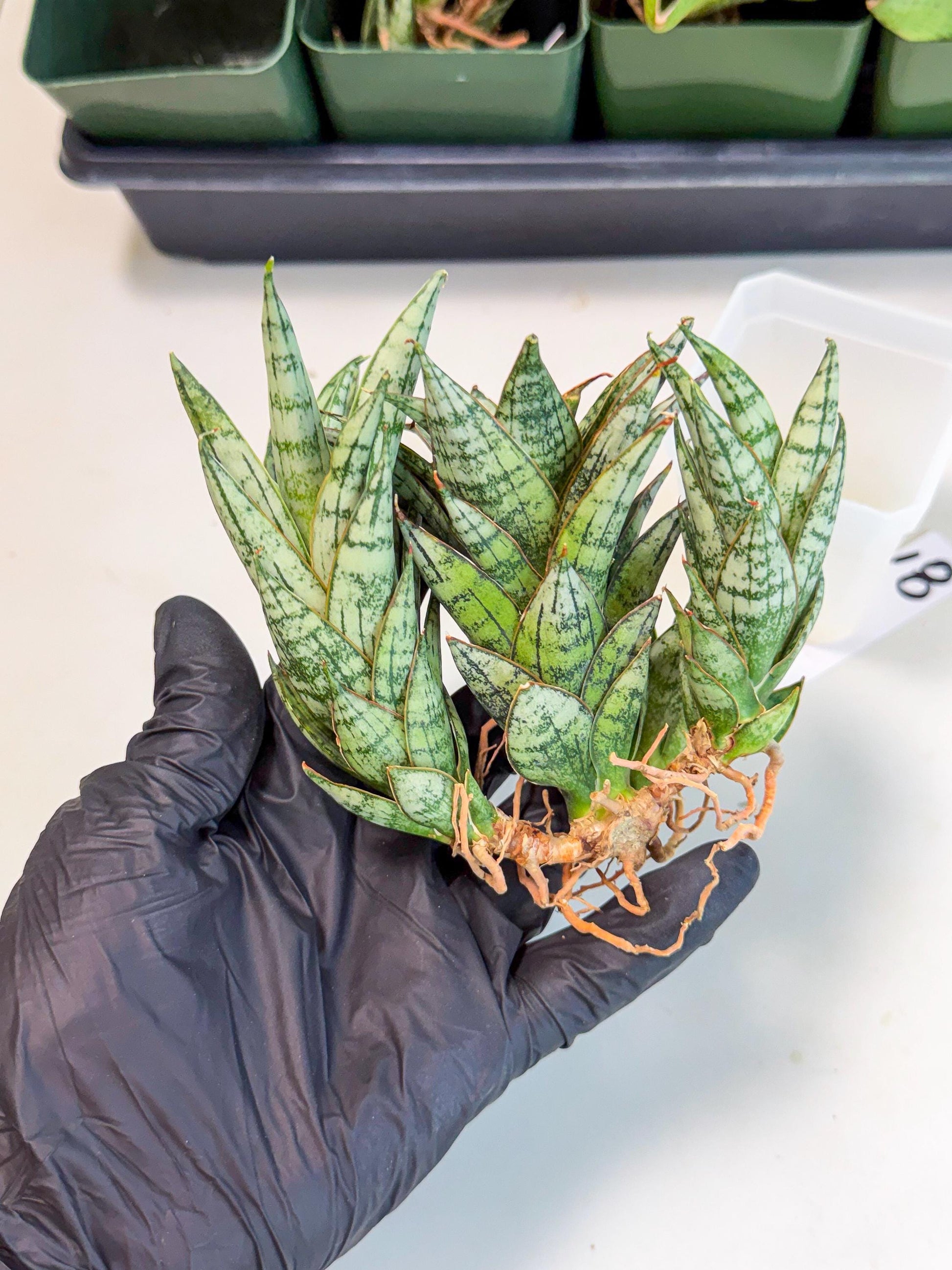 Sansevieria Margarita (18) | Imported House Plants