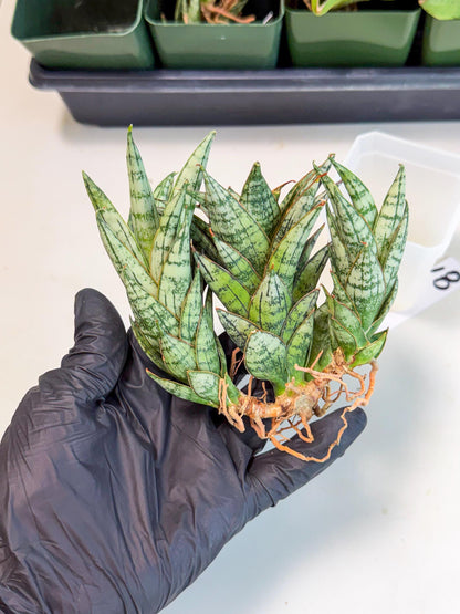 Sansevieria Margarita (18) | Imported House Plants