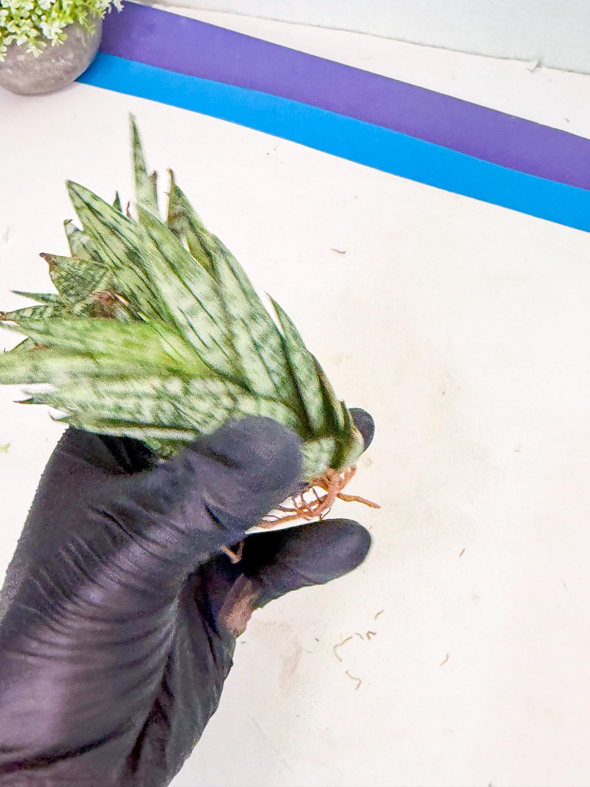 Sansevieria Margarita (18) | Imported House Plants