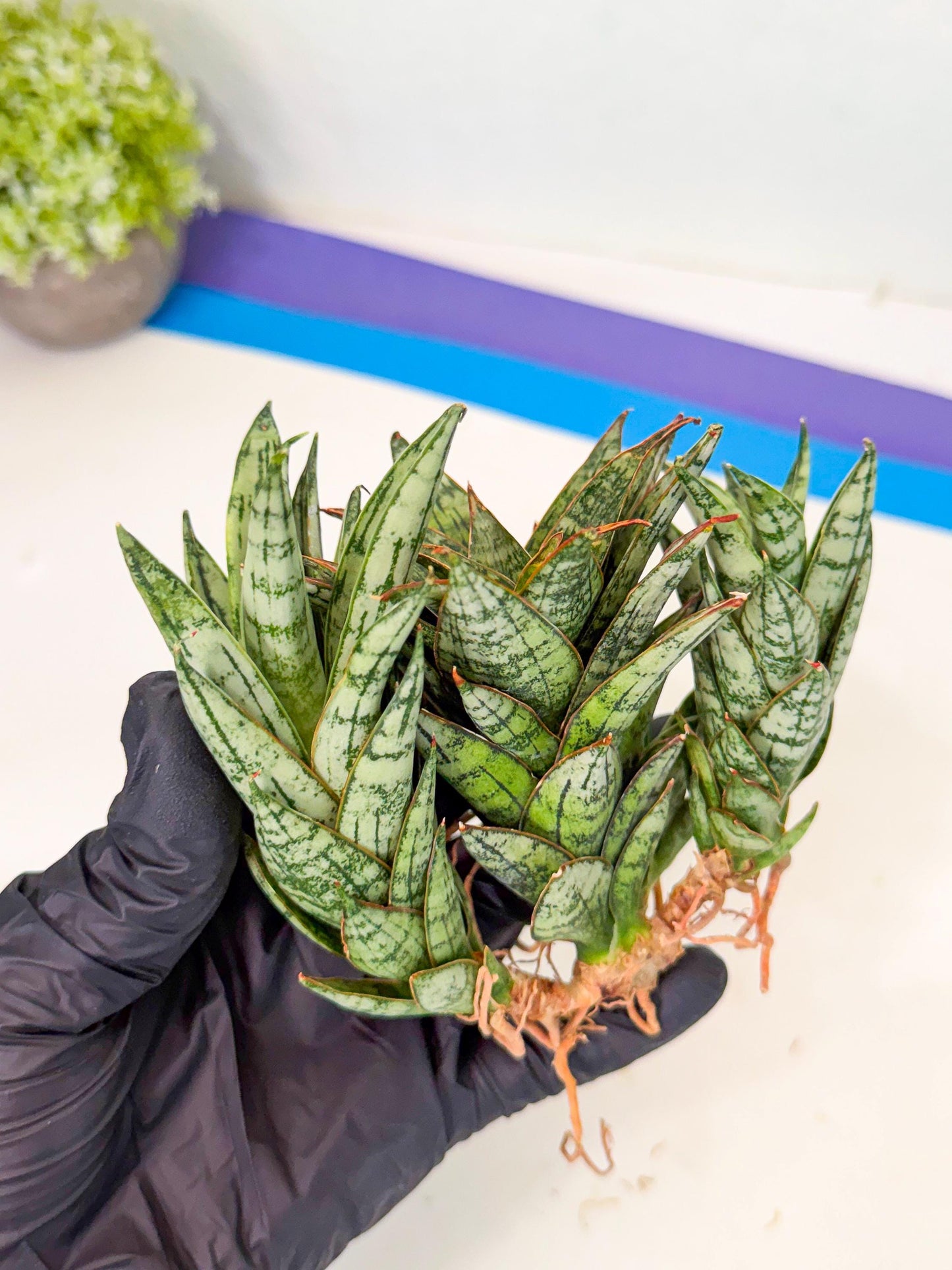 Sansevieria Margarita (18) | Imported House Plants