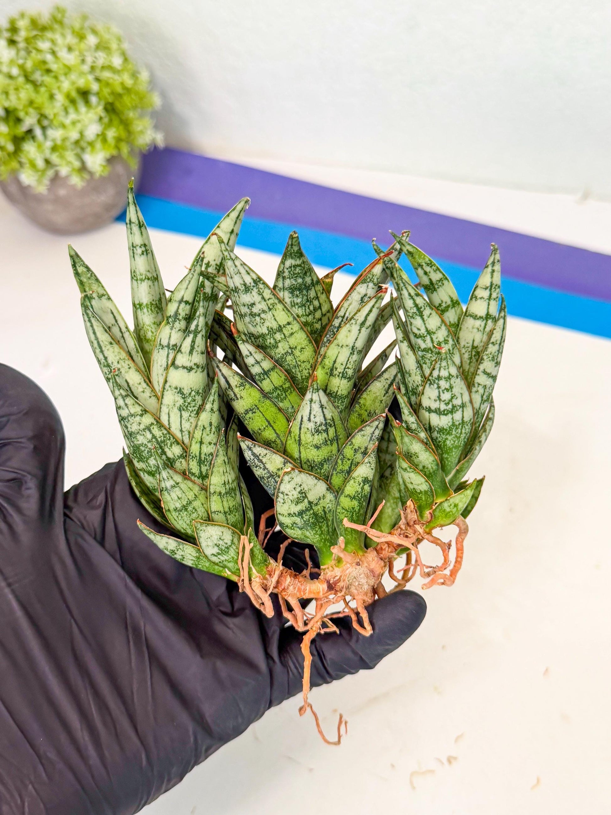Sansevieria Margarita (18) | Imported House Plants