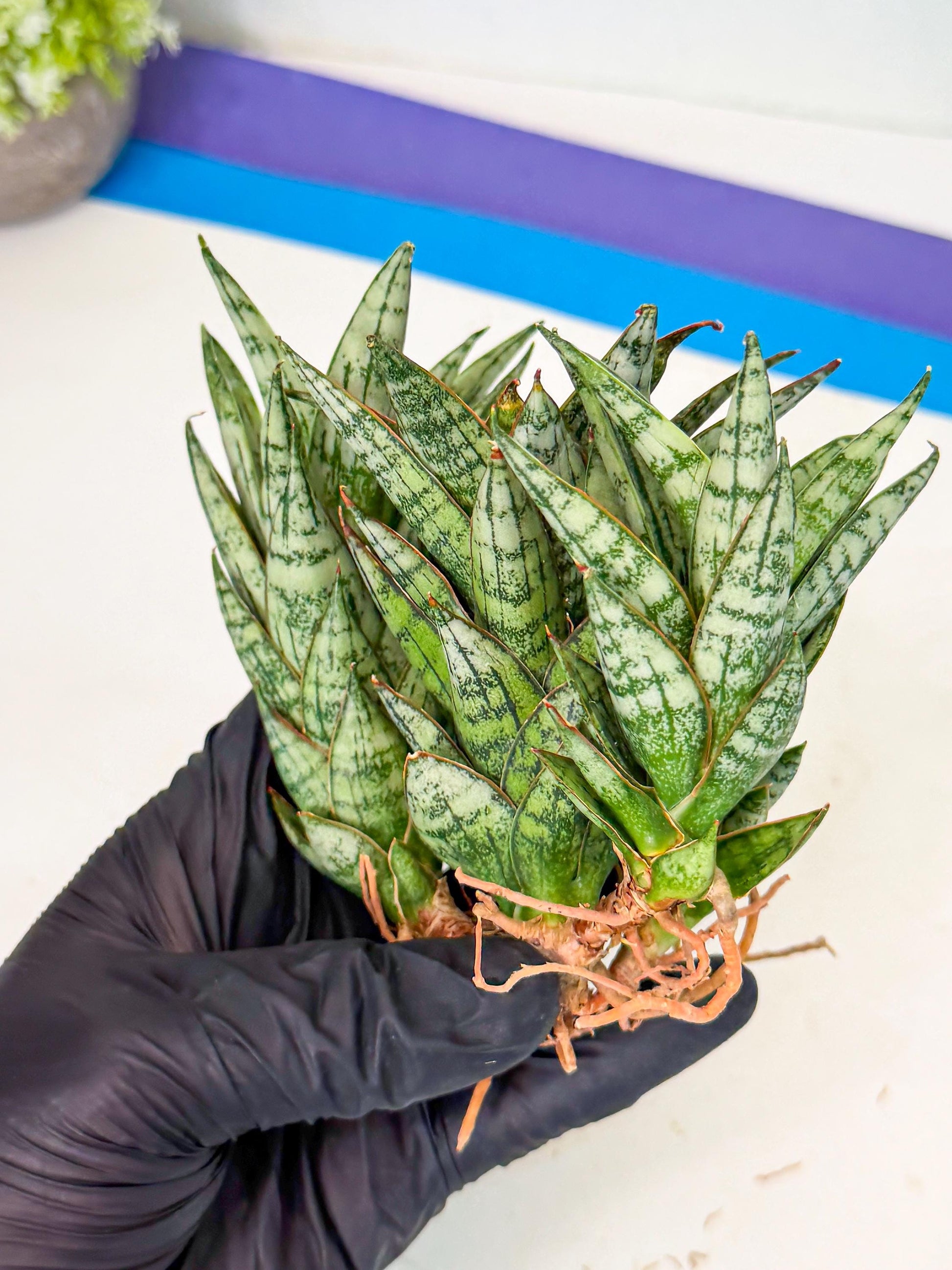 Sansevieria Margarita (18) | Imported House Plants