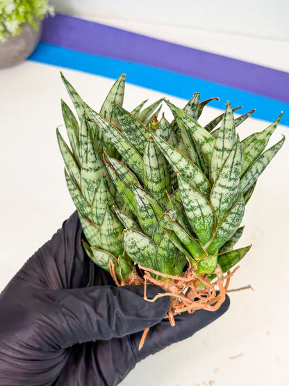 Sansevieria Margarita (18) | Imported House Plants