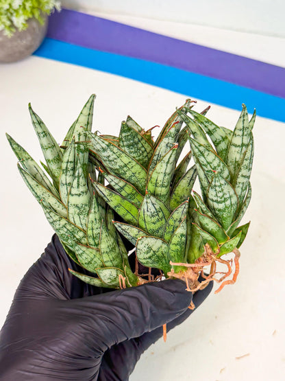 Sansevieria Margarita (18) | Imported House Plants
