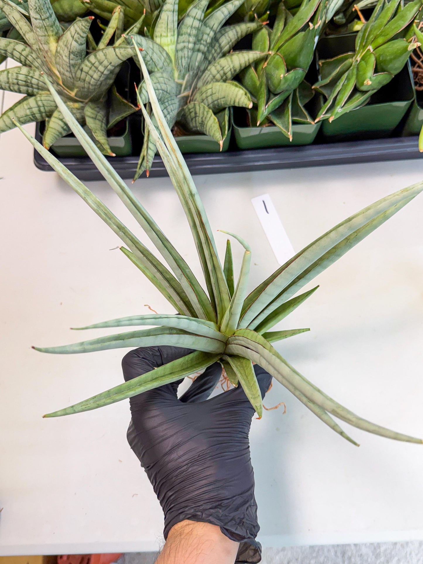 Sansevieria Viranda (1) | Imported hybrids