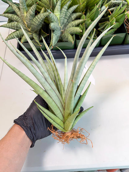 Sansevieria Viranda (1) | Imported hybrids