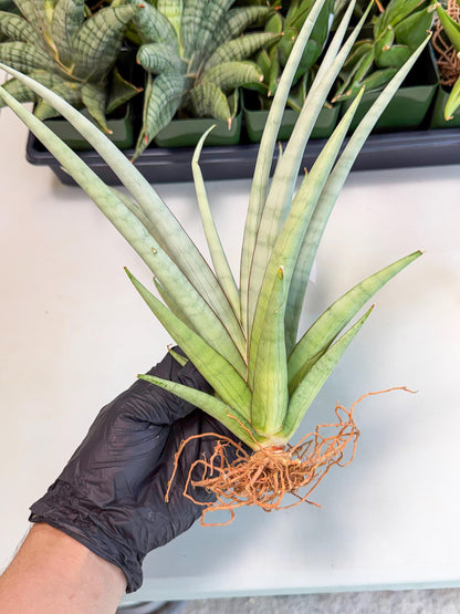 Sansevieria Viranda (1) | Imported hybrids