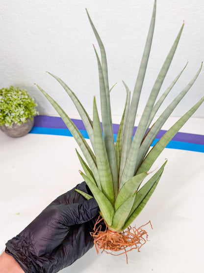 Sansevieria Viranda (1) | Imported hybrids