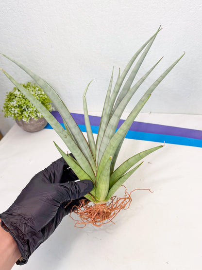 Sansevieria Viranda (1) | Imported hybrids