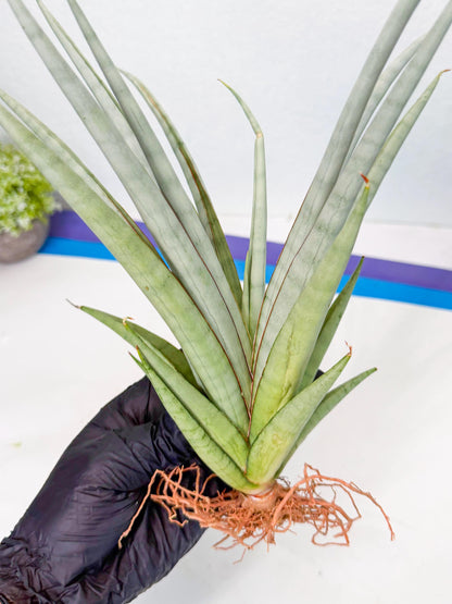 Sansevieria Viranda (1) | Imported hybrids