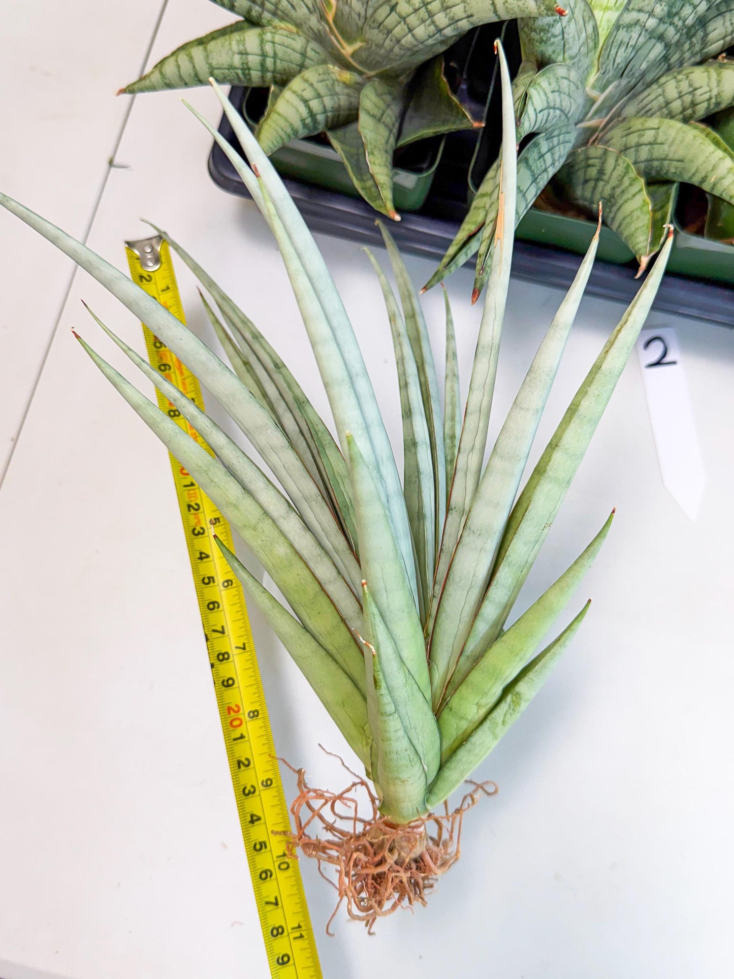 Sansevieria Viranda (2) | Imported hybrids