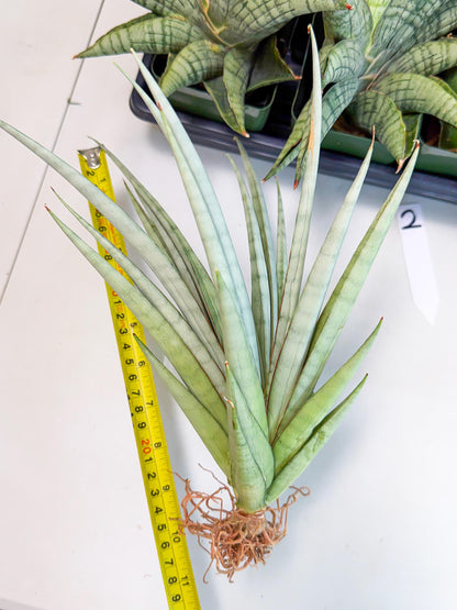 Sansevieria Viranda (2) | Imported hybrids