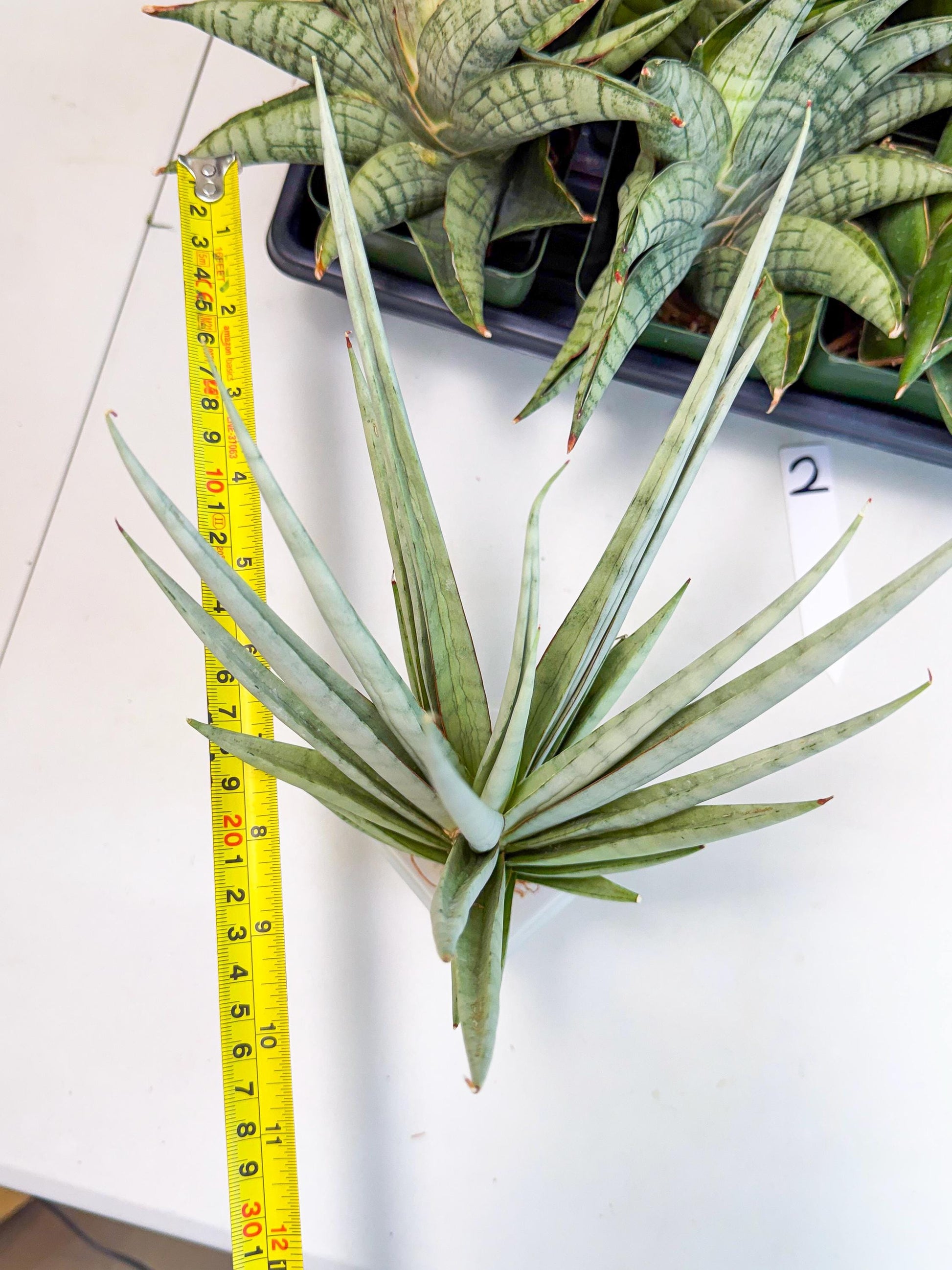 Sansevieria Viranda (2) | Imported hybrids