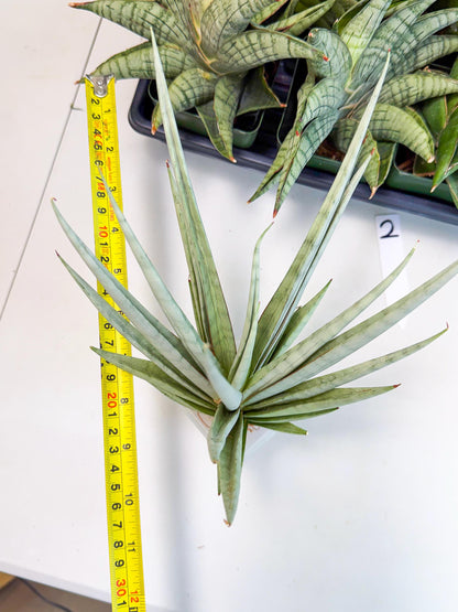 Sansevieria Viranda (2) | Imported hybrids