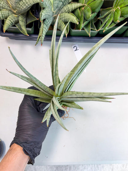 Sansevieria Viranda (2) | Imported hybrids