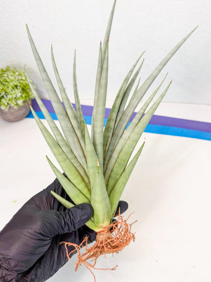 Sansevieria Viranda (2) | Imported hybrids