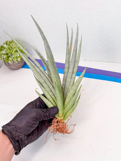 Sansevieria Viranda (2) | Imported hybrids