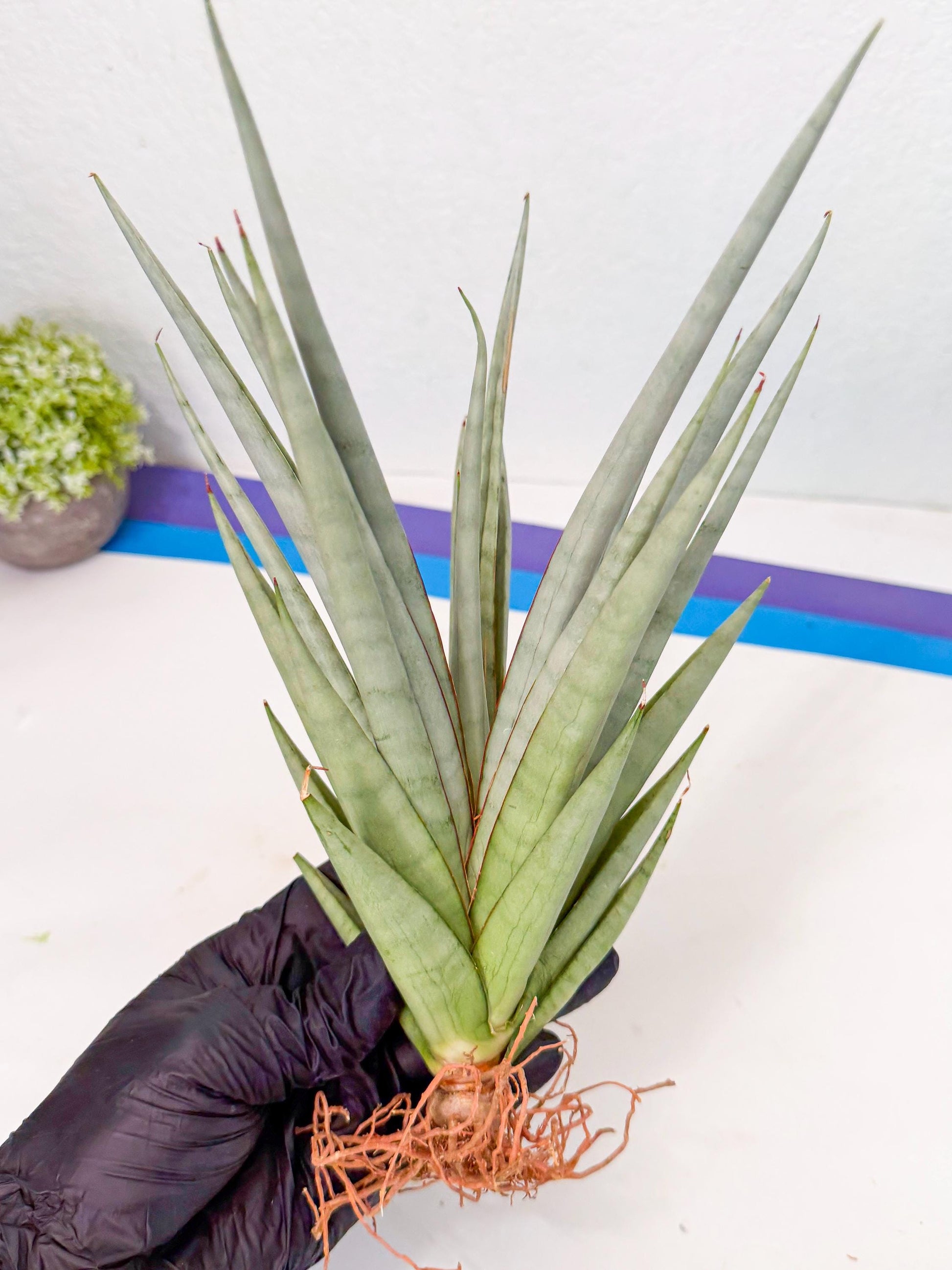 Sansevieria Viranda (2) | Imported hybrids