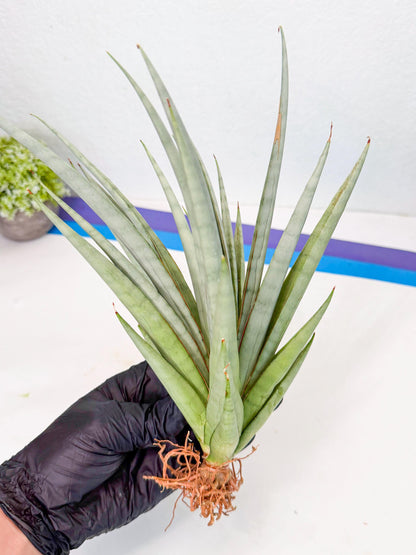 Sansevieria Viranda (2) | Imported hybrids